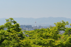 新緑②