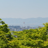 新緑②