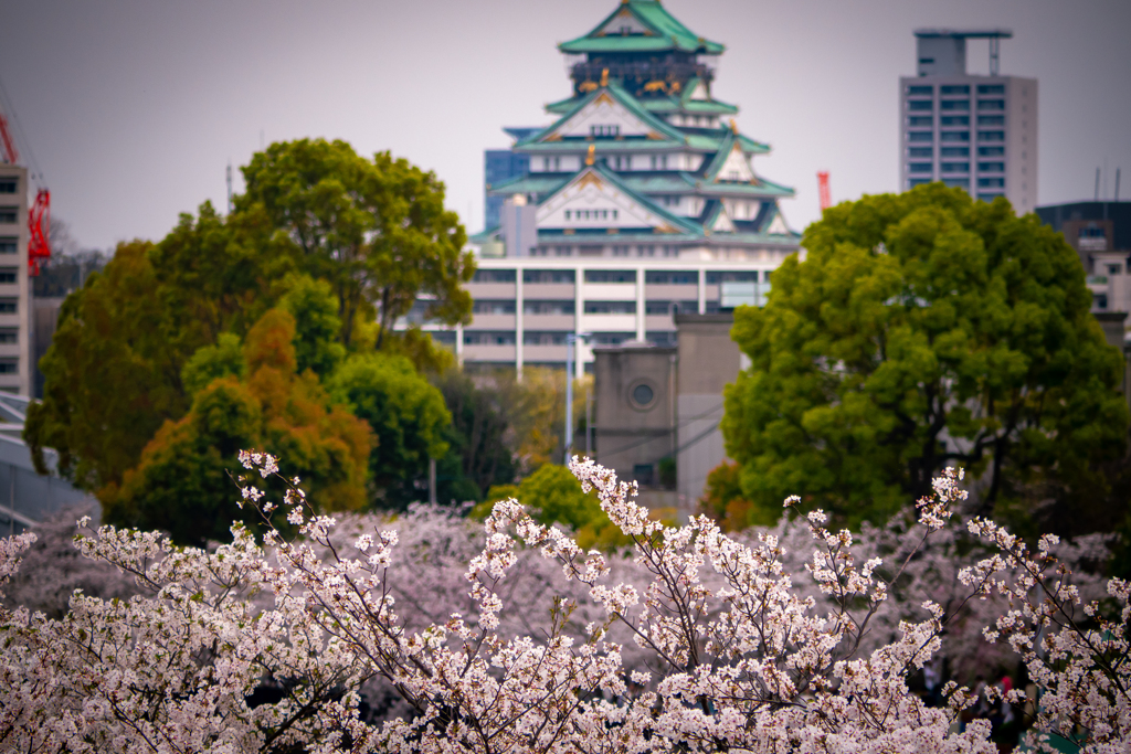 桜ノ宮から大阪城を望む