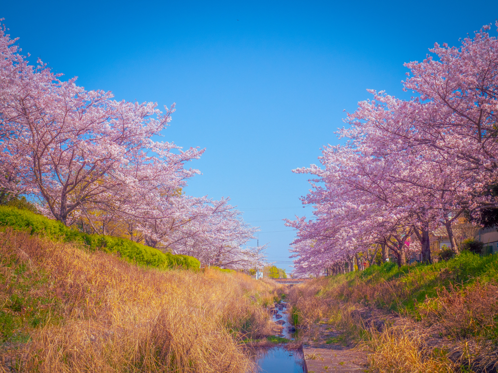桜のある風景①