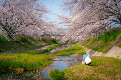 水面の桜を撮る人