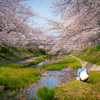 水面の桜を撮る人