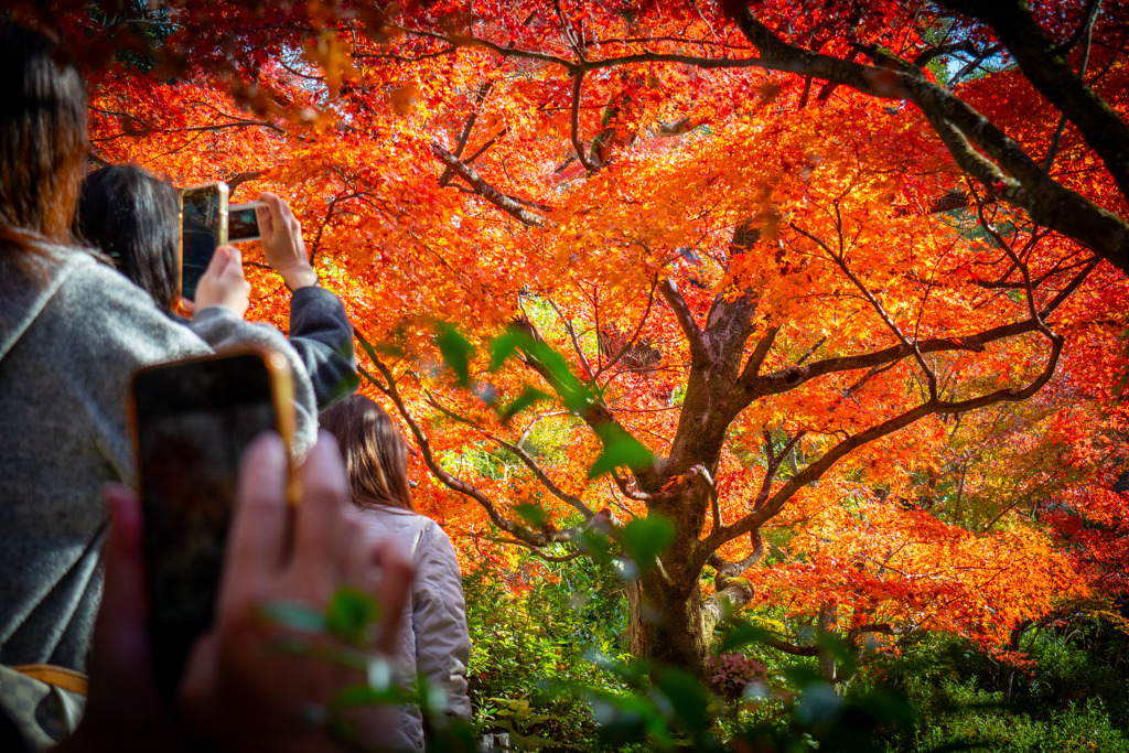 それぞれのレンズに収める秋①