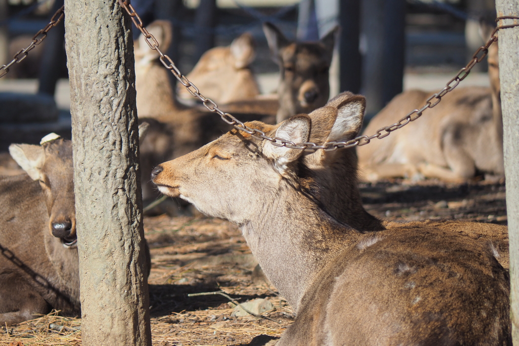 陽だまりの中で。