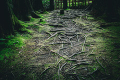 木々が創り出した路