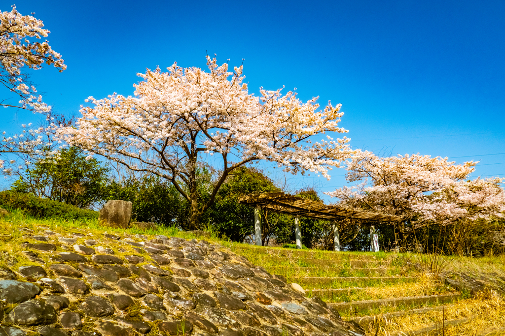 桜のある風景⑤