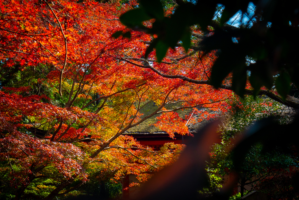 2022年秋の記憶(石山寺)