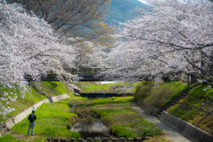 初撮り桜　玉川の桜