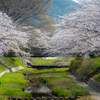 初撮り桜　玉川の桜