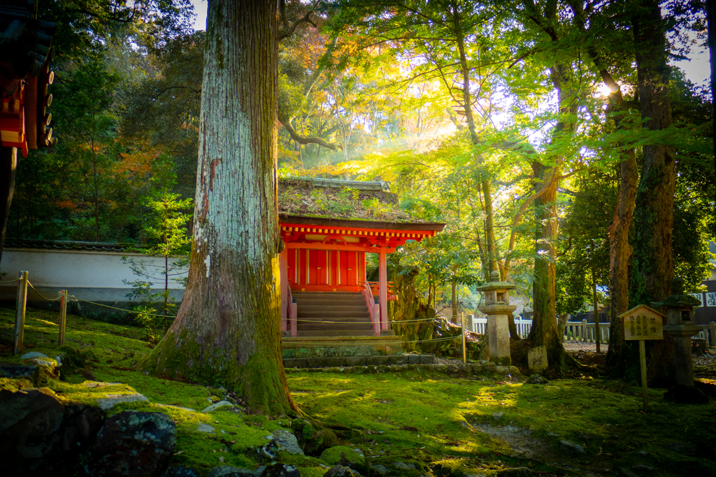 朝の奈良公園 (10)