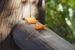 そこに置かれた秋