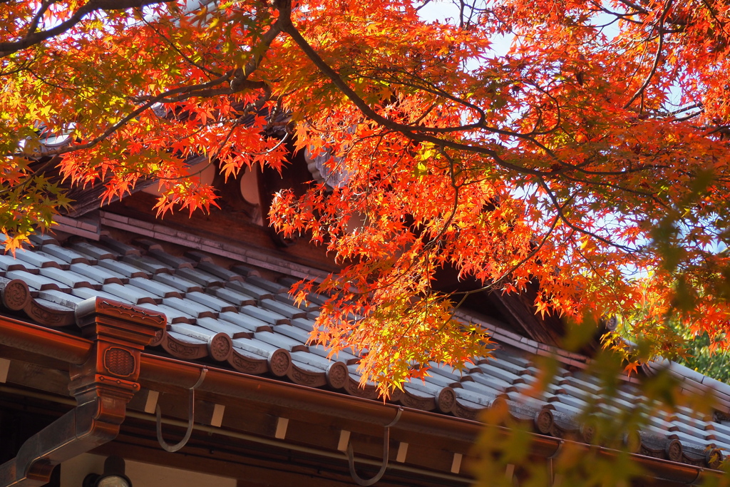 紅葉グラデーション