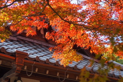 紅葉グラデーション