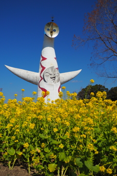 菜の花　×　太陽の塔　×　青空