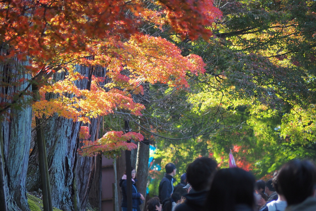 東福寺参道の彩