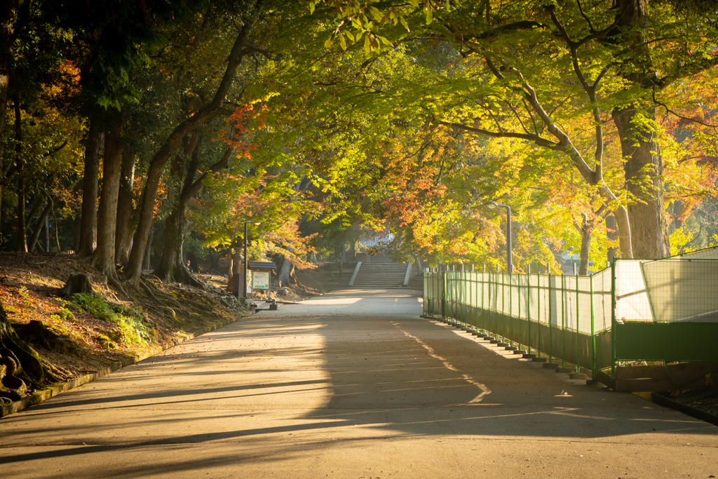 朝の奈良公園 (5)