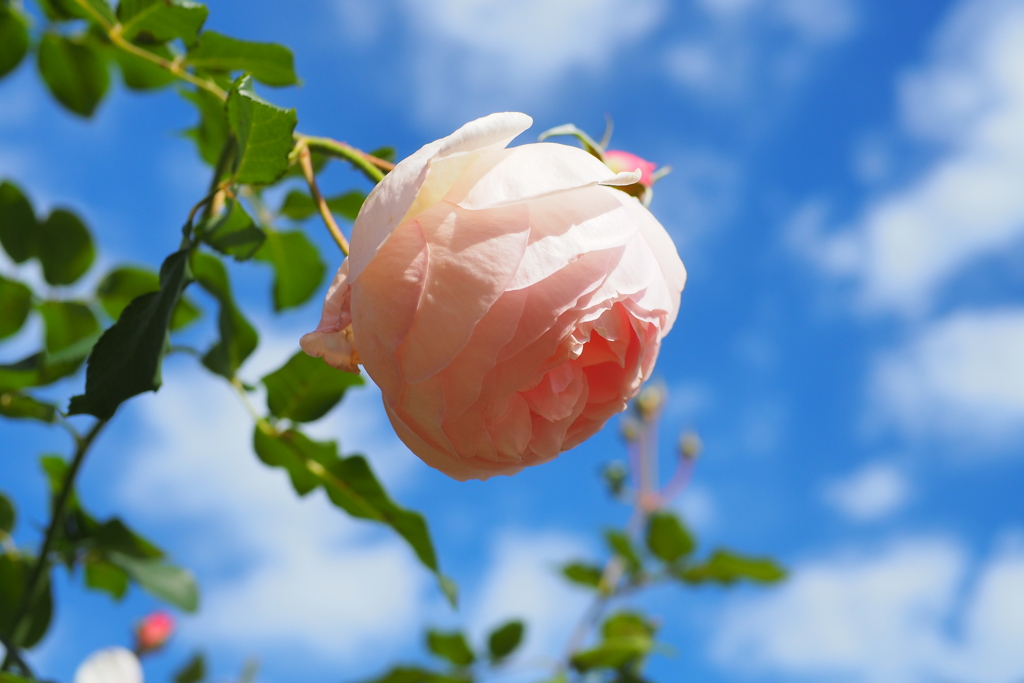 薄紅色