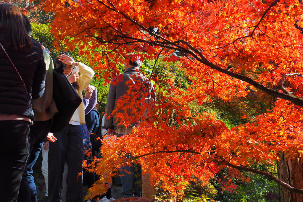 照らされる秋色