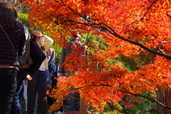 照らされる秋色