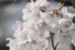 春の光に包まれて②