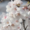 春の光に包まれて②