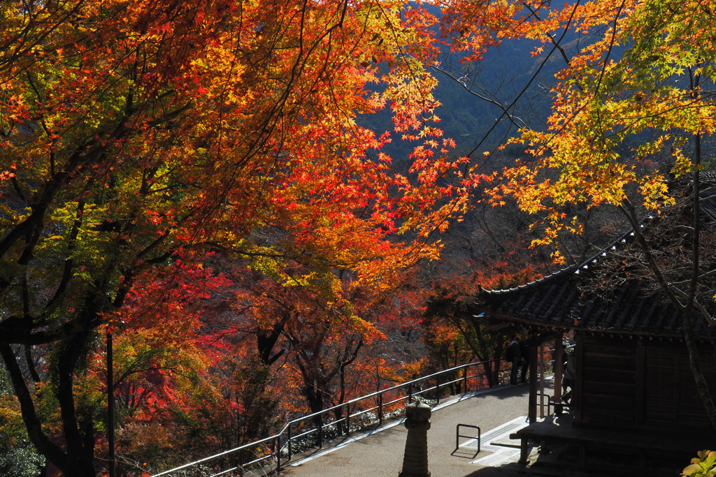 彩①(12月の長谷寺)