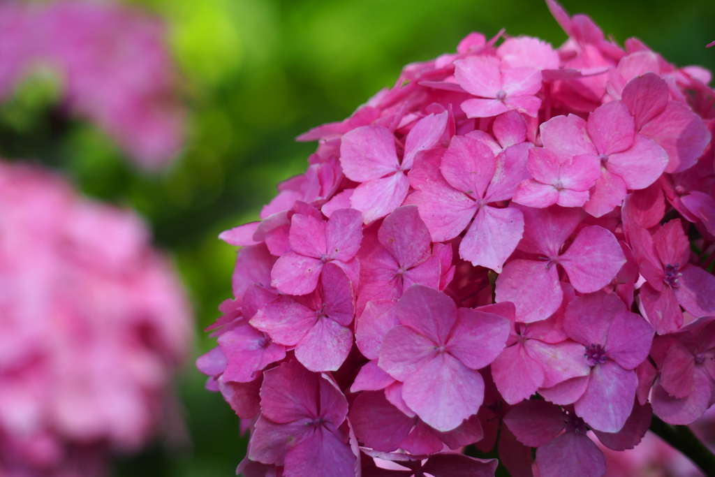 紫陽花(アカムラサキ)少し薄め