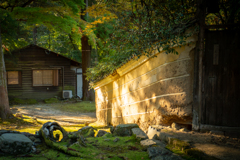 朝の奈良公園 (9)