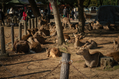 だめだ、まだ眠たい。