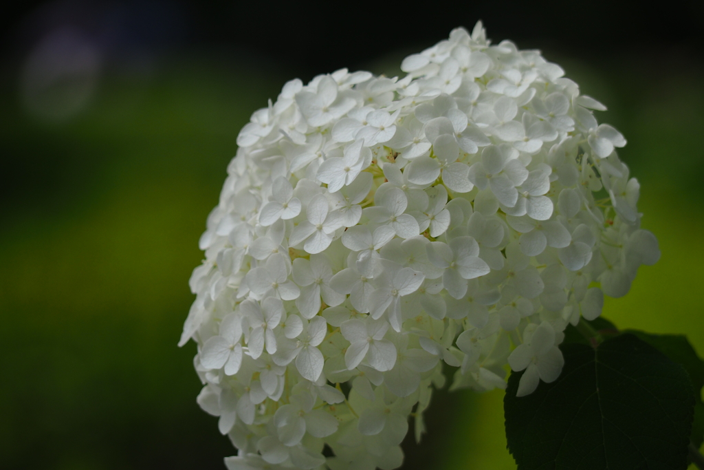 紫陽花(白)