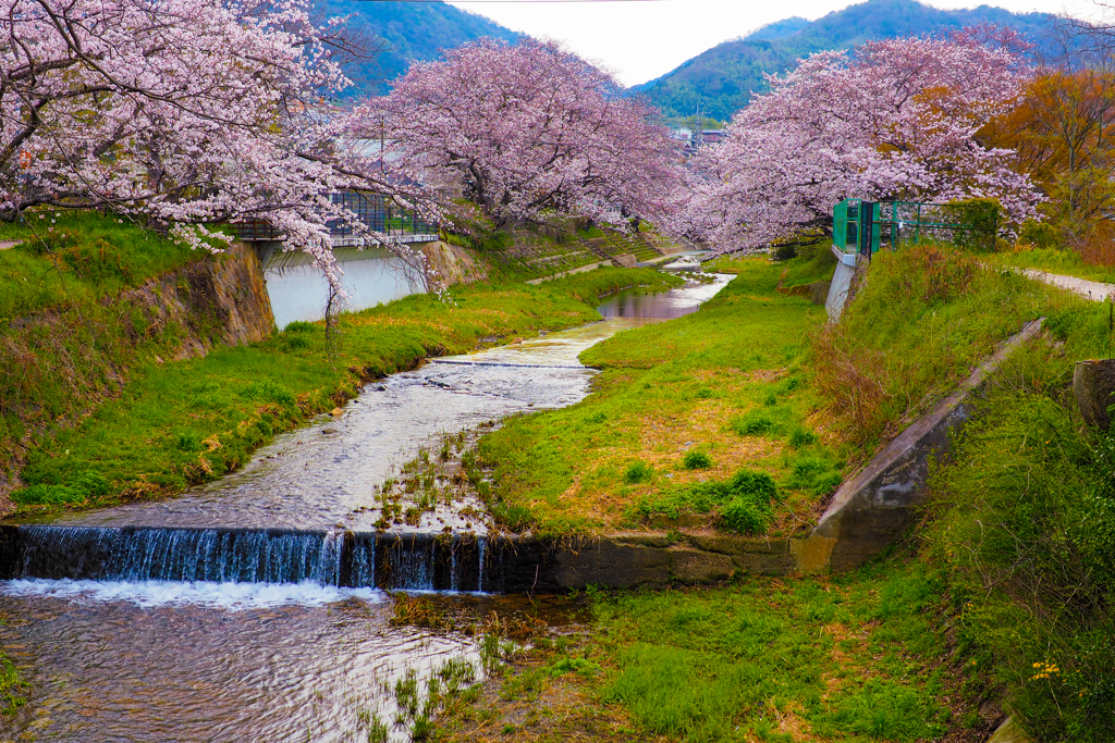 京都南部　桜風景