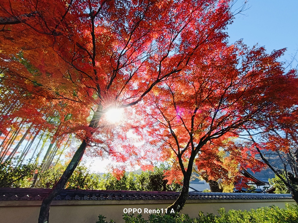 紅葉　嵯峨野嵐山