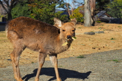 奈良公園の住人