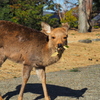 奈良公園の住人
