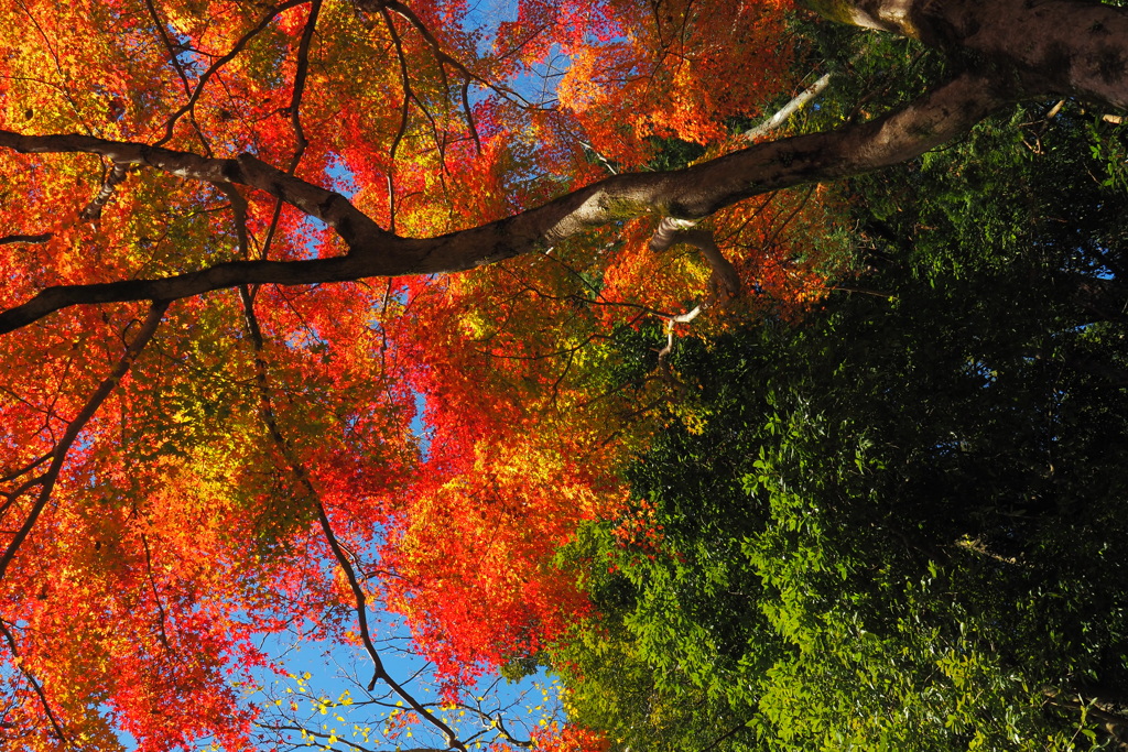 彩②(12月の長谷寺)