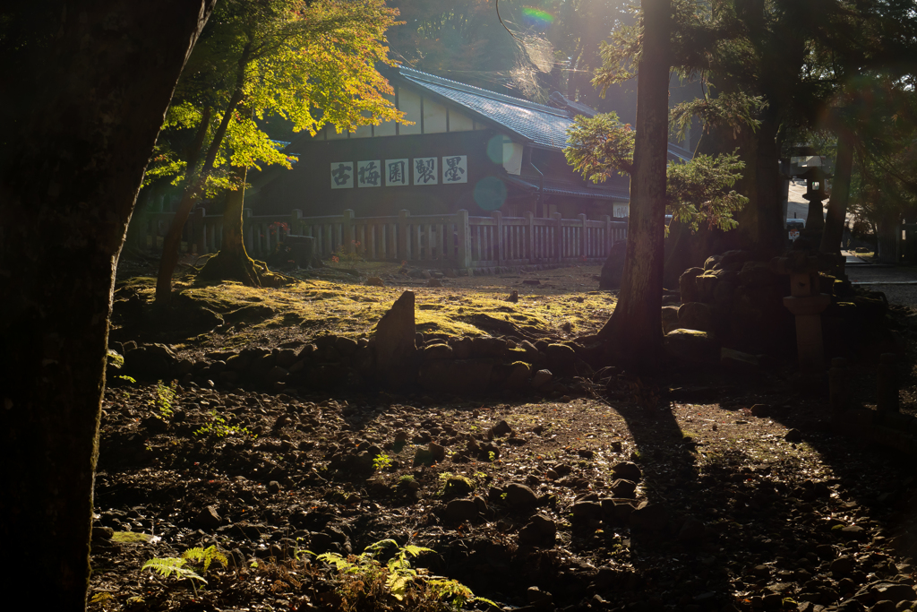 朝の奈良公園 (1)