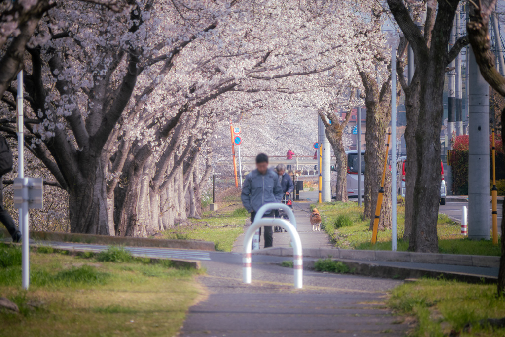 春のさんぽ道