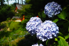 紫陽花と山門(三室戸寺)