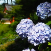 紫陽花と山門(三室戸寺)