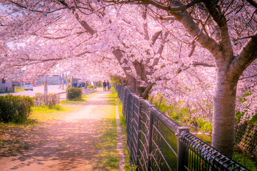 桜のある風景⑩
