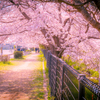 桜のある風景⑩