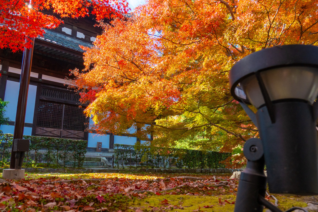 ローアングルから。