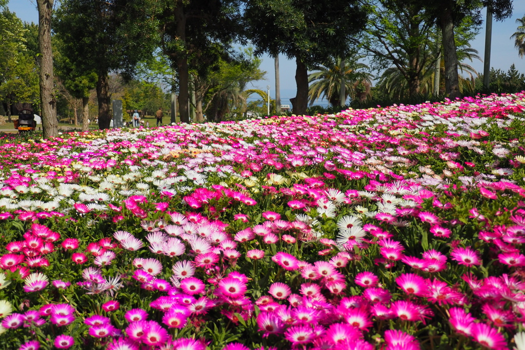 桜もいいですが・・・