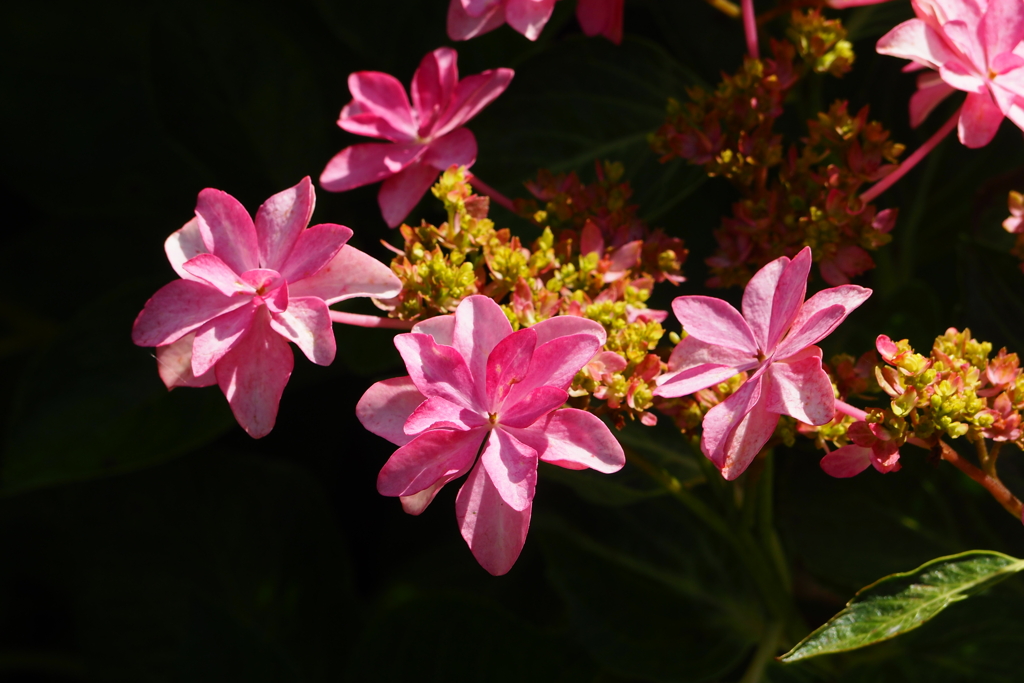 この花の名前は？