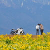 菜の花とバイク①