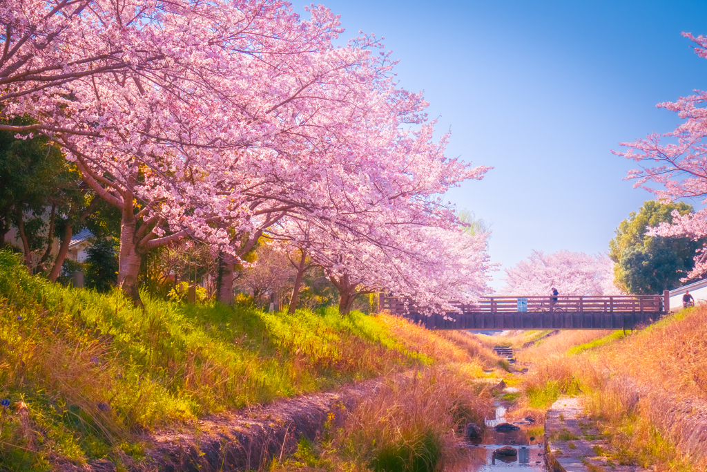 桜のある風景④