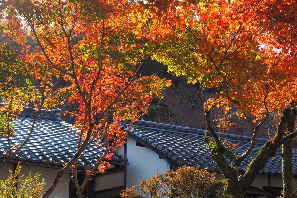 石山寺-仁王門からの道④-