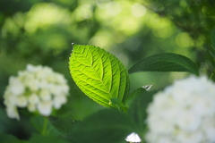 照らし出された葉脈