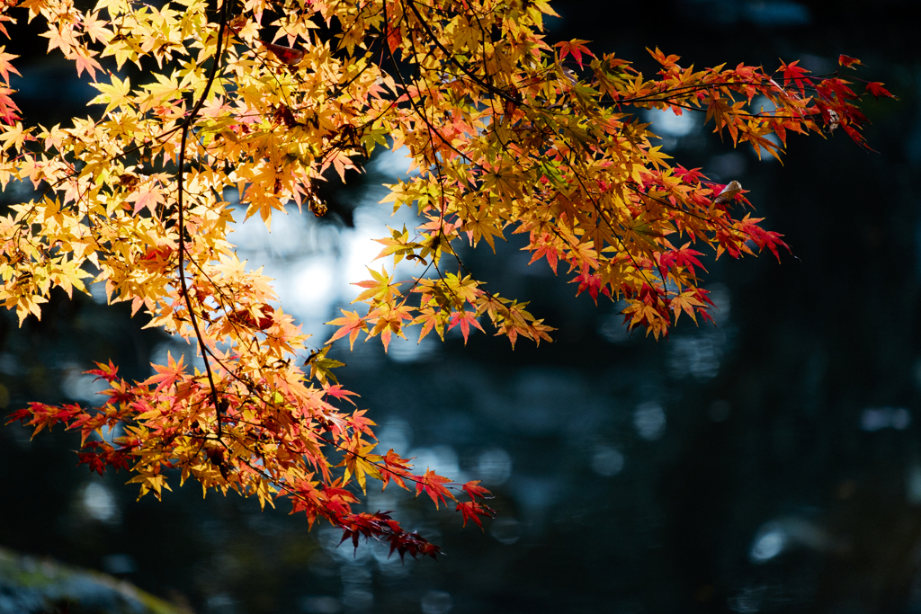 照紅葉