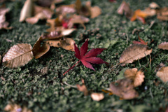紅葉